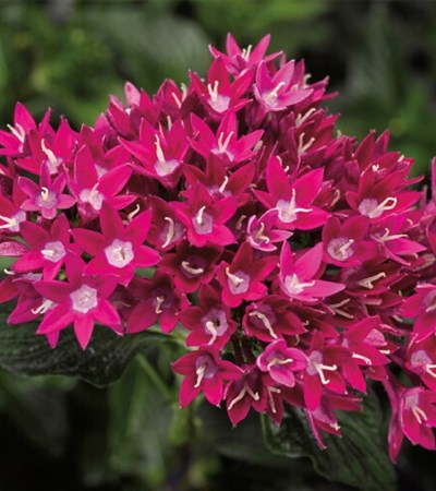 Pentas Starcluster™ Violet